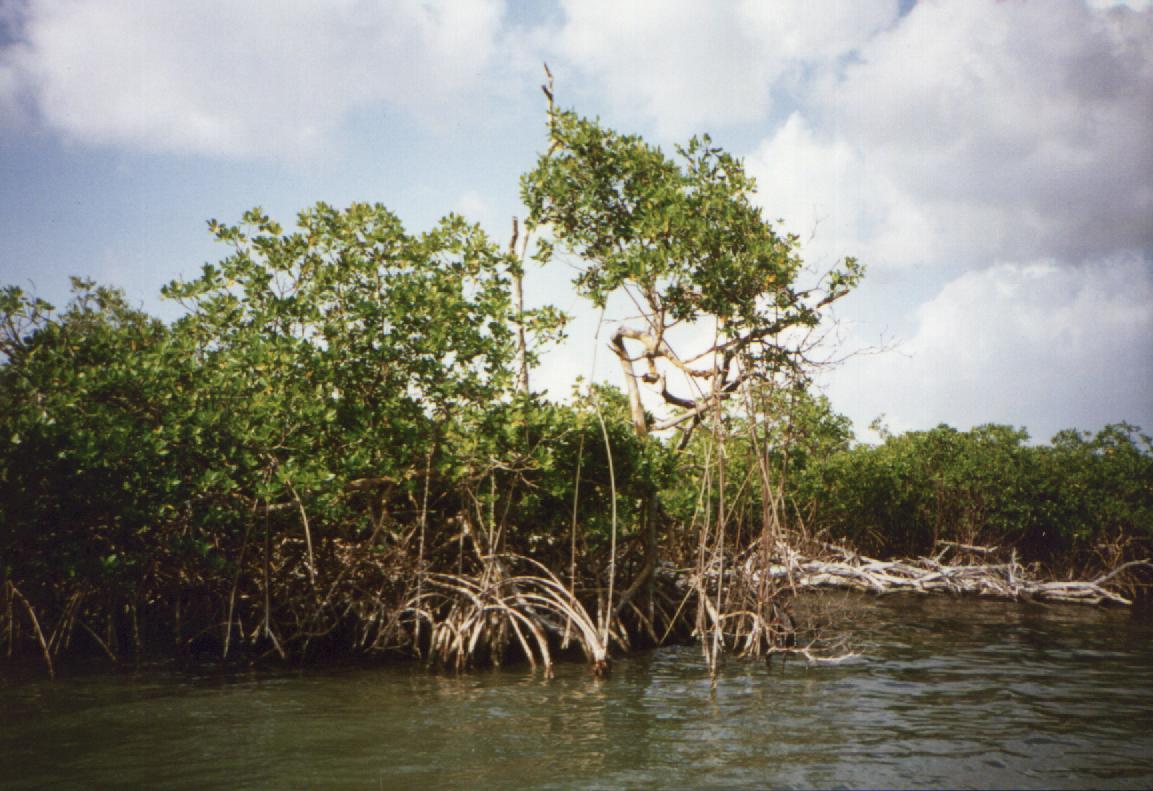 Manglar.JPG (134135 bytes)