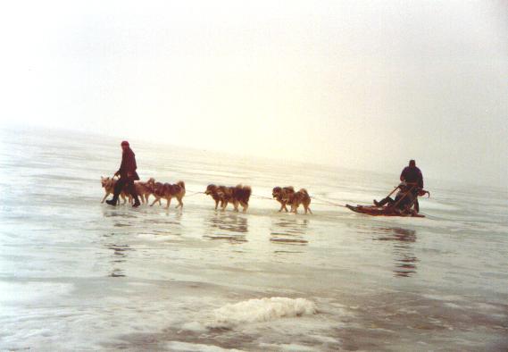 Dogsledge.jpg (24461 bytes)